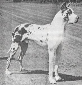 1948: BISS Ch. X Beau Jack Of Doggenburg