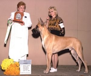 1997: Futurity Best Jr. Dog Lagarada's Reach For The Starz
