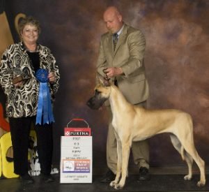 2009: 1st 6 to 9 mos fawn puppy bitch - Divine Acres Just Like Heaven DIriso