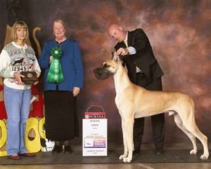2009: Ch Gracyn's He Will Reign v Lost Creek Best Junior Dog Reserve 2009