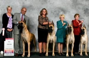 2011: 1st Stud Dog BISS GCH Castle Creek's Believe It or Not V-Sheron (2)