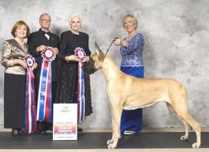 2011: Top 20 Entry Multi BISS GCH Summerfield's Lady of Hope (2)