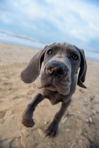Is a great dane right for you?